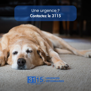 Illustration de l'article : 3115, le numéro d’appel gratuit qui peut sauver la vie de son animal de compagnie