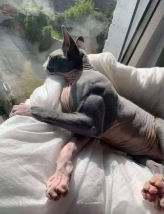 Illustration de l'article : Touché par une mutation génétique rare, ce chat présente une musculature hors du commun