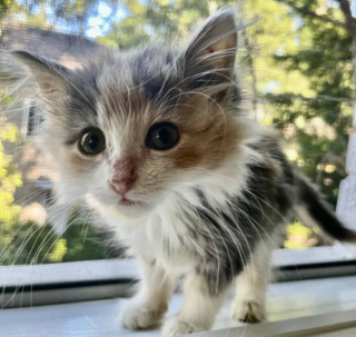 Illustration de l'article : Abandonnée et sans repères, une chatte prend l’initiative de solliciter l’aide d’une habitante en grattant à sa porte