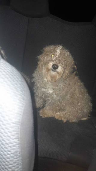 Illustration de l'article : Entraîné par son chien, un homme écoute l’appel au secours d’un chiot errant et décide de lui venir en aide