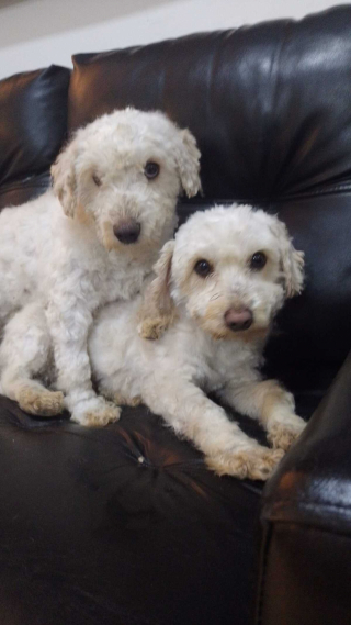 Illustration de l'article : Entraîné par son chien, un homme écoute l’appel au secours d’un chiot errant et décide de lui venir en aide