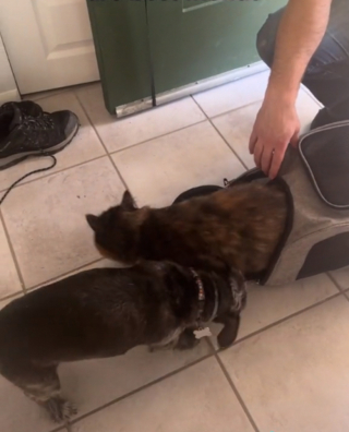 Illustration de l'article : Soulagé du retour de sa compagne féline de chez le vétérinaire, un chien n’hésite pas à montrer son enthousiasme (vidéo)