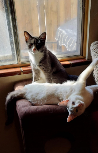 Illustration de l'article : 2 chatons orphelins restent soudés malgré la maladie et les épreuves de la vie