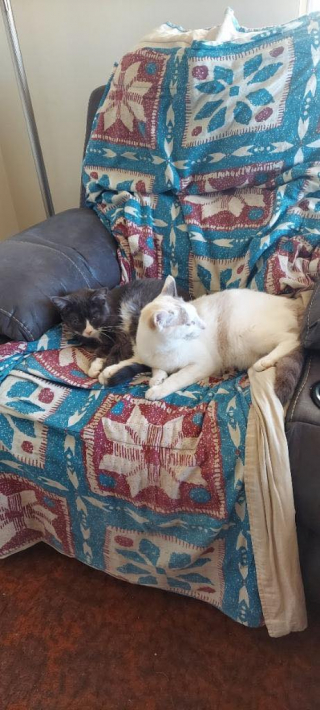 Illustration de l'article : 2 chatons orphelins restent soudés malgré la maladie et les épreuves de la vie