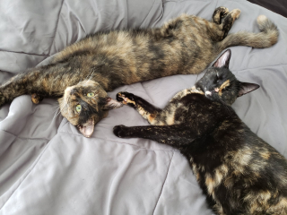 Illustration de l'article : Ces 2 chattes ne se connaissent pas, mais elles se ressemblent en tout point et agissent comme des s&oelig;urs (vid&eacute;o)