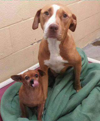 Illustration de l'article : L'attitude d'une chienne envers son meilleur ami canin remet son adoption en question