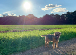 Illustration de l'article : &Agrave; la suite d&rsquo;une lourde intervention, un chien apprend &agrave; se reconstruire avec un nouveau visage