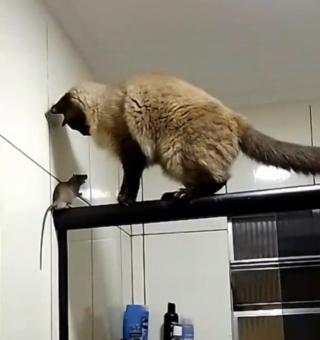 Illustration de l'article : Envoyé en mission par ses maîtres pour chasser une souris, ce chat étonne par son comportement inattendu (vidéo)