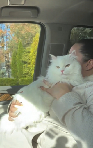 Illustration de l'article : Cette chatte demande une faveur singuli&egrave;re &agrave; sa ma&icirc;tresse avant chaque repas (vid&eacute;o) 