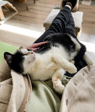 Illustration de l'article : D’abord sur la réserve, cette chatte errante sur le point d’accoucher a trouvé sa place dans un foyer lui voulant du bien