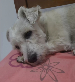 Illustration de l'article : La joie communicative d’un chien percevant à nouveau le visage de son maître après avoir été aveugle