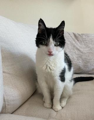 Illustration de l'article : Après de longs mois d’attente, ce chat malade vivant en refuge a fini par rencontrer la famille qu’il espérait