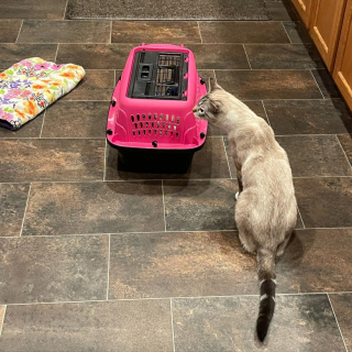 Illustration de l'article : Après un début de vie chaotique, un chaton trouve un réconfort inattendu auprès du chat de sa mère d’accueil