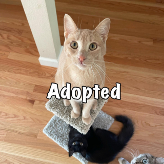 Illustration de l'article : Après un début de vie chaotique, un chaton trouve un réconfort inattendu auprès du chat de sa mère d’accueil