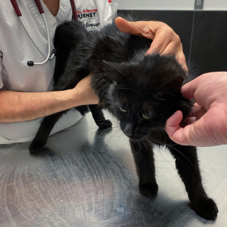 Illustration de l'article : Abandonnée par sa famille au pire moment, une chatte gestante attise la pitié d’un voisin bienveillant