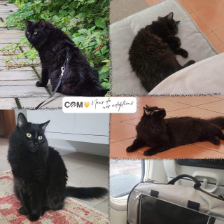 Illustration de l'article : Abandonnée par sa famille au pire moment, une chatte gestante attise la pitié d’un voisin bienveillant