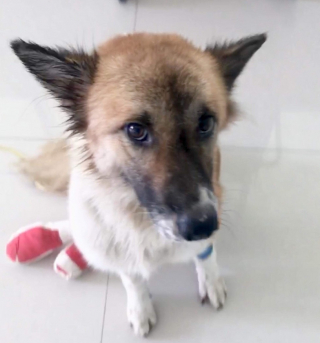 Illustration de l'article : Le parcours inspirant d’une chienne handicapée à qui on a laissé une chance