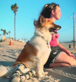 Illustration de l'article : Le parcours inspirant d’une chienne handicapée à qui on a laissé une chance