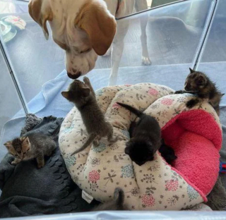 Illustration de l'article : Une chatonne miraculée d’un jour se réconforte dans les pattes d’une chienne au grand cœur