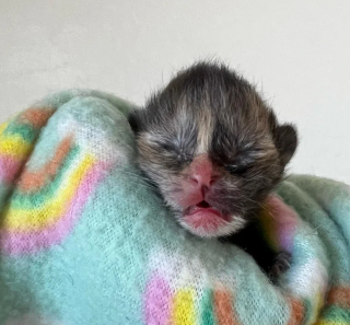 Illustration de l'article : Une chatonne miraculée d’un jour se réconforte dans les pattes d’une chienne au grand cœur