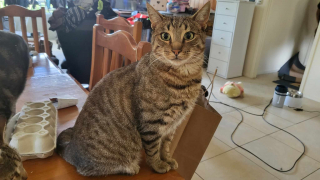 Illustration de l'article : Un chat prend goût aux trajets en bus et fait des aller-retours dans le dos de sa maîtresse