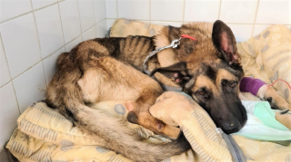 Illustration de l'article :  &Eacute;lev&eacute; dans un espace de 2 m&egrave;tres carr&eacute;s &agrave; peine, ce chien a d&ucirc; batailler pour rester en vie et s&rsquo;inventer un avenir