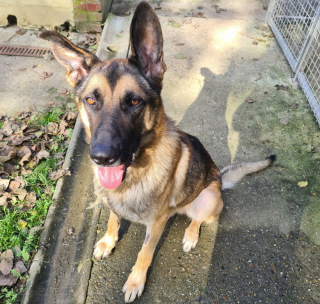 Illustration de l'article : Élevé dans un espace de 2 mètres carrés à peine, ce chien a dû batailler pour rester en vie et s’inventer un avenir