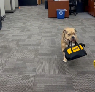 Illustration de l'article : Au bureau de sa maîtresse, un chien découvre une véritable caverne d’Ali Baba et met en place un rituel très amusant (vidéo)