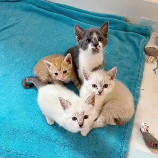 Illustration de l'article : Recueillie par une famille d’accueil, cette chatte au grand cœur fait une place à un chaton sans maman