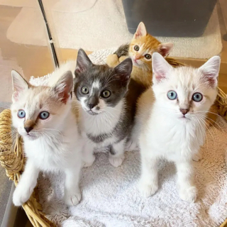 Illustration de l'article : Recueillie par une famille d’accueil, cette chatte au grand cœur fait une place à un chaton sans maman