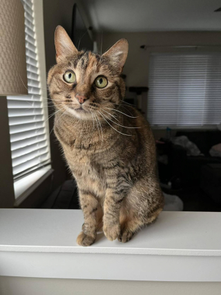 Illustration de l'article : Face aux compliments de sa maîtresse, cette chatte adopte un comportement aussi surprenant que drôle (vidéo)