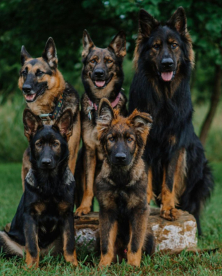 Illustration de l'article : Face à des poussins venant de naître, ces Bergers Allemands font preuve d’une douceur impressionnante (vidéo)