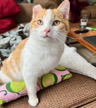 Illustration de l'article : Ce chat retrouv&eacute; gel&eacute; s&rsquo;accroche &agrave; l&rsquo;amour que lui porte sa bienfaitrice