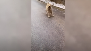 Illustration de l'article : Rien n’arrête ce Golden Retriever impatient d’offrir un cadeau à sa maîtresse, pas même la glace sur la route (vidéo)