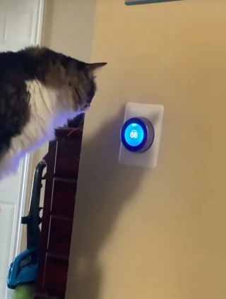 Illustration de l'article : Ils pensent à un problème technique quand leur thermostat devient déficient, puis comprennent que leur chat n’y est pas pour rien (vidéo)