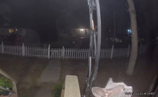 Illustration de l'article : À travers l’interphone de ses propriétaires, cette chatte signale son retour après une trop longue absence (vidéo)