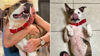 Illustration de l'article : Grâce à une vidéo publiée sur les réseaux sociaux, une page se tourne définitivement pour ce chien abandonné et délaissé 