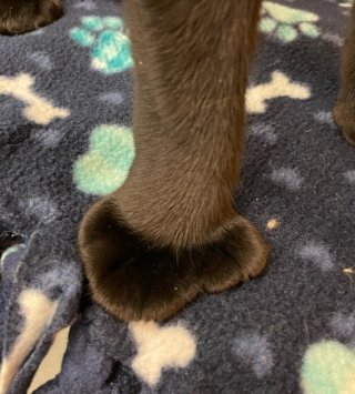 Illustration de l'article : Ce chat errant a une caractéristique physique qui ne laisse personne indifférent et qui l’a aidé à se faire remarquer au refuge