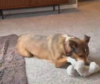 Illustration de l'article : Un couple profitant de ses vacances découvre que son chien s’est échappé de sa pension pour rentrer chez lui