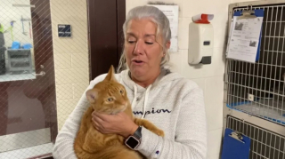 Illustration de l'article : Après la disparition de son chat, un conducteur de camion n’accepte pas la réalité et garde l’espoir de le retrouver un jour