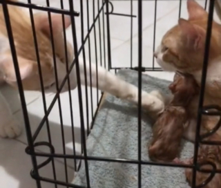 Illustration de l'article : Investi dans son rôle de protecteur, un chat donne toute son attention à une maman chat et ses petits (vidéo)