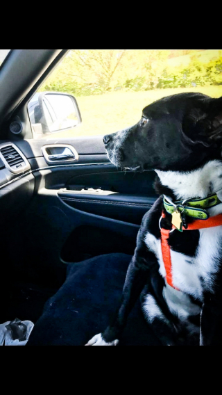 Illustration de l'article : Pour attirer l’attention des visiteurs, ce chien vivant dans un refuge met en place une technique originale et attendrissante