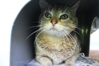 Illustration de l'article : Un chat observé dans la rue avec une boîte de thon autour du cou suscite l’inquiétude des habitants