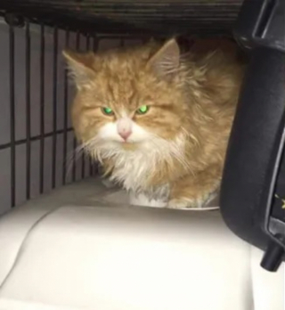 Illustration de l'article : Très peureux et sur ses gardes, ce chat découvre qu’il peut faire confiance à celle qui lui a tendu la main