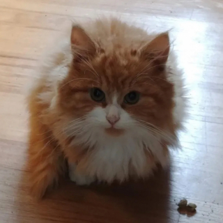 Illustration de l'article : Très peureux et sur ses gardes, ce chat découvre qu’il peut faire confiance à celle qui lui a tendu la main