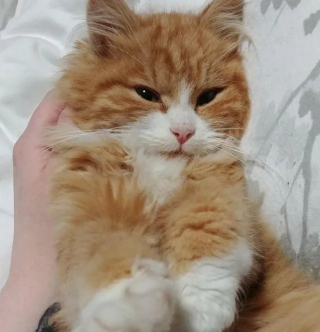 Illustration de l'article : Très peureux et sur ses gardes, ce chat découvre qu’il peut faire confiance à celle qui lui a tendu la main