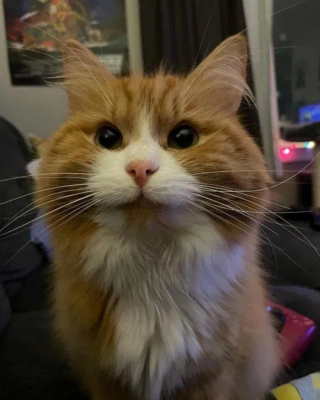 Illustration de l'article : Très peureux et sur ses gardes, ce chat découvre qu’il peut faire confiance à celle qui lui a tendu la main