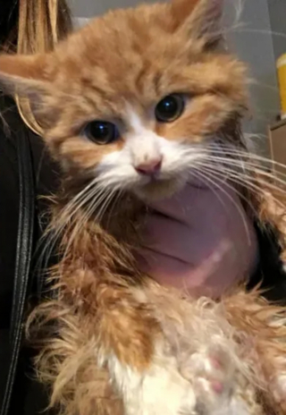 Illustration de l'article : Très peureux et sur ses gardes, ce chat découvre qu’il peut faire confiance à celle qui lui a tendu la main