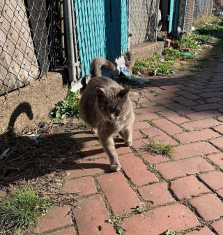 Illustration de l'article : Consciente d’être dans le besoin, cette chatte sur le point d’accoucher sollicite l’aide d’une bénévole