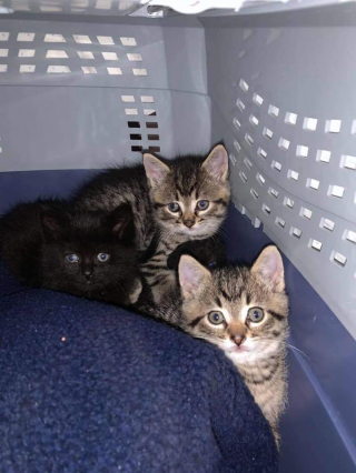 Illustration de l'article : 2 chatonnes orphelines restent loyales et comptent l’une sur l’autre en attendant d’être sauvées